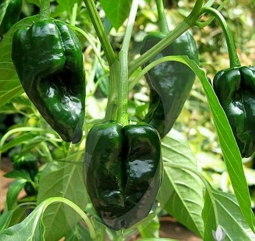 Ancho Hot Pepper Poblano , 50 Heirloom Seeds Per Packet, Non GMO Seeds