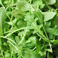 Arugula Lettuce Seeds, 1000 Heirloom Seeds Per Packet, Non GMO Seeds