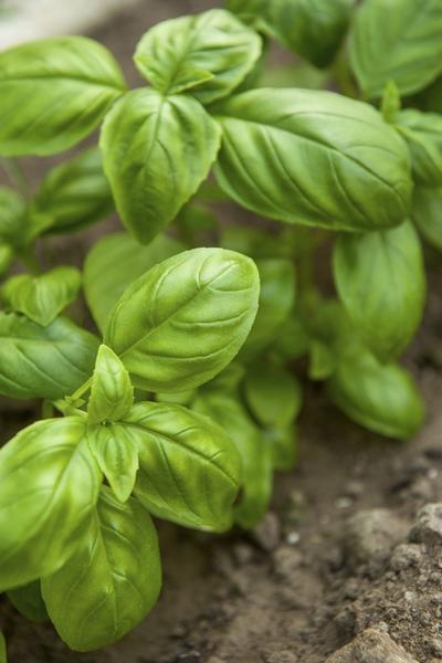 Sweet Basil Herb Garden Seeds 250 Heirloom Seeds Per Packet Non GMO Seeds Botanical Name Ocimum basilicum