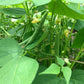 Roma II Bush Bean, 30 Heirloom Seeds Per Packet, Non GMO Seeds
