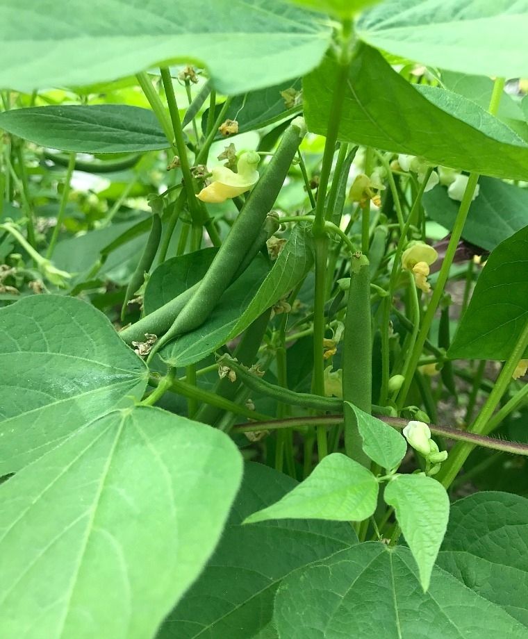 Roma II Bush Bean, 30 Heirloom Seeds Per Packet, Non GMO Seeds