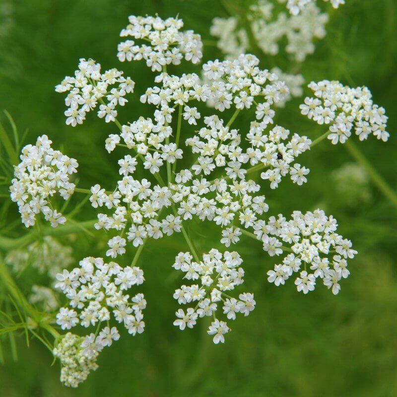Caraway Herb Seeds, 100+ Heirloom Seeds Per Packet, Non GMO Seeds, , Scientific Name: Carum Carvi
