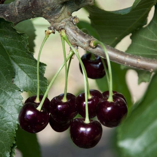 Black Cherry Tree Seeds, 35 Seeds Per Packet