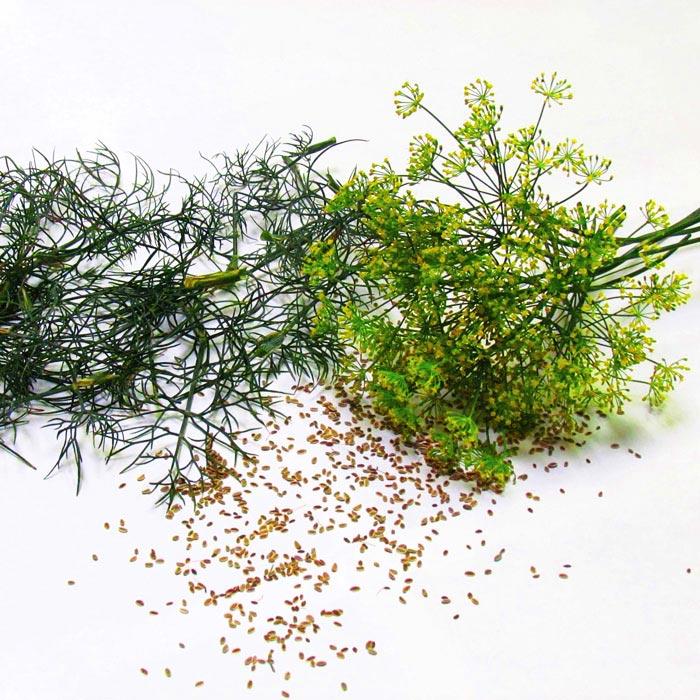 Bouquet Dill Herb, 1500 Heirloom Seeds Per Packet, Non GMO Seeds