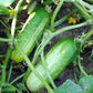 Boston Pickling Cucumber Seeds, 100 Heirloom Seeds Per Packet, Non GMO Seeds