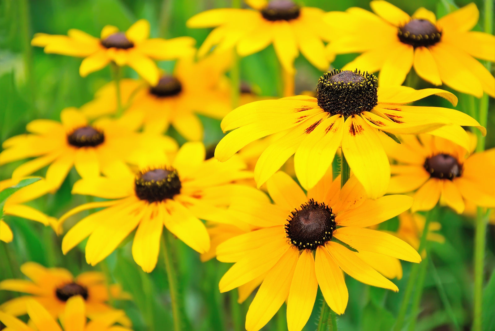 Brown-Eyed Susan, 3000 Flower Seeds Per Packet