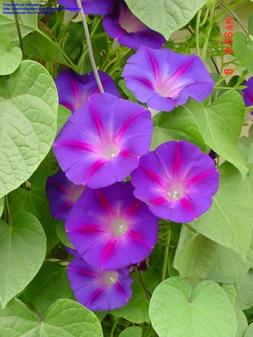 Tall Morning Glory, 100 Flower Seeds Per Packet