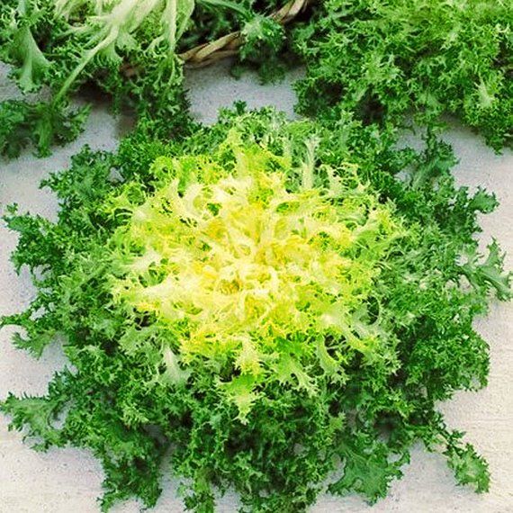 Green Curled Ruffec Endive Lettuce Seeds, 300 Heirloom Seeds Per Packet, Non GMO Seeds
