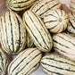 Delicata Winter Squash, 25 Heirloom Seeds Per Packet, Non GMO Seeds