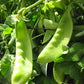 Oregon Giant Snow Pea, 25 Heirloom Seeds Per Packet, Non GMO Seeds