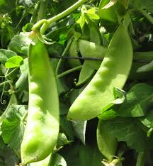 Oregon Giant Snow Pea, 25 Heirloom Seeds Per Packet, Non GMO Seeds
