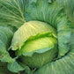 Late Flat Dutch Cabbage Seeds, 1000 Heirloom Seeds Per Packet, Non GMO Seeds, Botanical Name: Brassica oleracea VAR. capitata