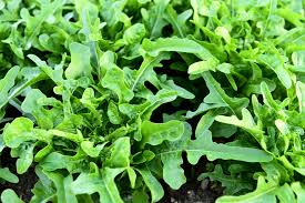 Arugula Lettuce Seeds, 1000 Heirloom Seeds Per Packet, Non GMO Seeds