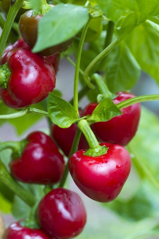 Sweet Red Cherry Pepper, 25 Heirloom Seeds Per Packet, (Isla's Garden