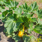 Early Proliic Straightneck Squash Seeds, 50 Heirloom Seeds Per Packet, Non GMO Seeds