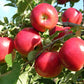 Common Apple Tree Seeds, 15 Seeds Per Packet