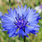 Bachelor Button Tall Blue Cornflower Seeds, 200+ Flower Seeds Per Packet, Non GMO & Heirloom Seeds