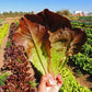 Cimmaron Romaine Lettuce, 1000 Heirloom Seeds Per Packet, Non GMO Seeds