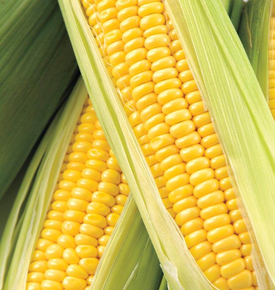 Honey Select Yellow Sweet Corn Seeds for Planting, 50+ Heirloom Seeds Per Packet, Non GMO Seeds, Botanical Name: Zea Mays