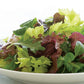 Basic Salad Mix Lettuce, 500 Heirloom Seeds Per Packet, Non GMO Seeds