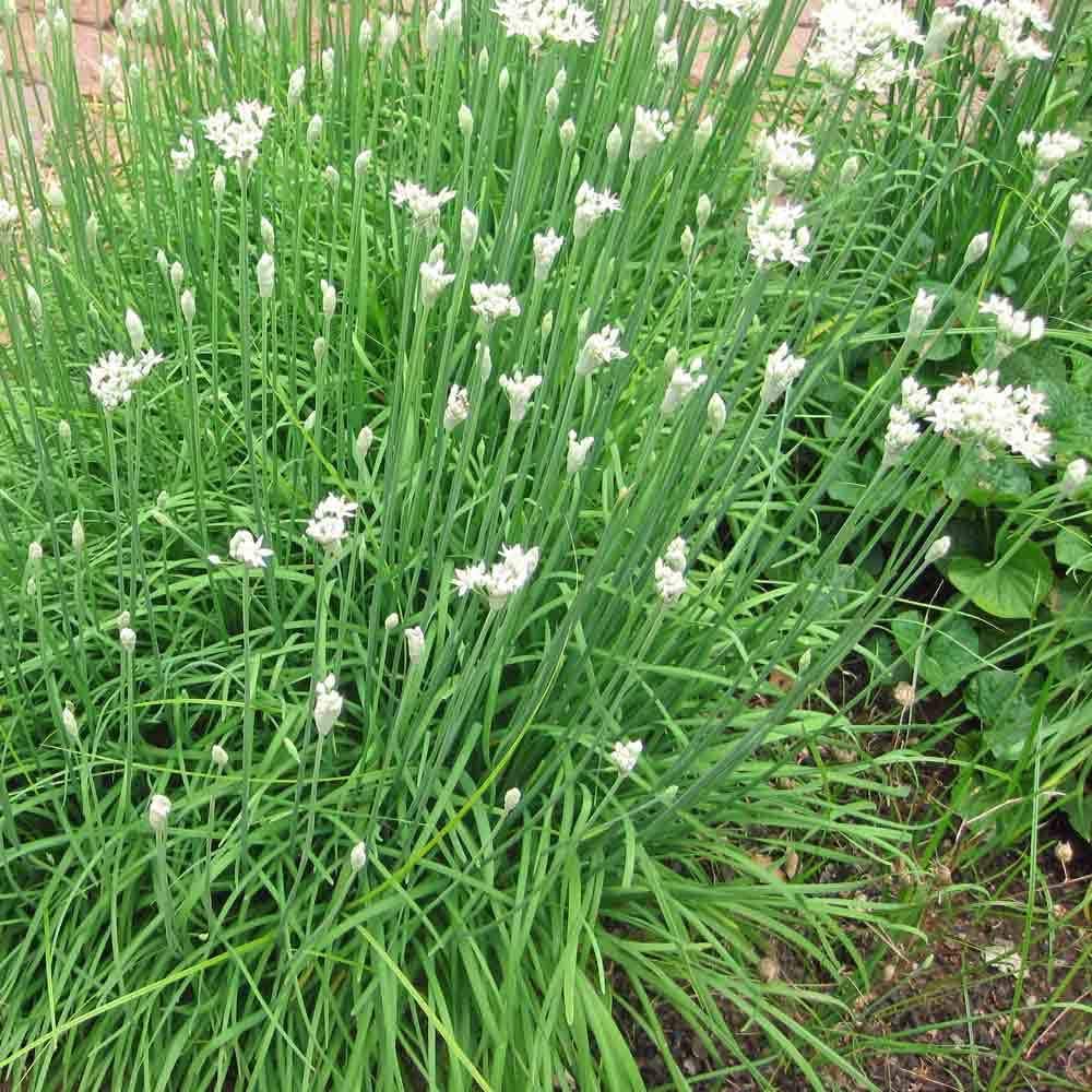 Garlic Chives Herb, 200 Heirloom Seeds Per Packet, Non GMO Seeds