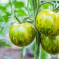 Green Zebra Tomato, 200 Heirloom Seeds Per Packet, Non GMO Seeds