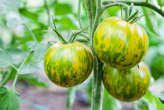 Green Zebra Tomato, 200 Heirloom Seeds Per Packet, Non GMO Seeds