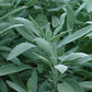 Broadleaf Sage Herb, 100 Heirloom Seeds Per Packet, Non GMO Seeds