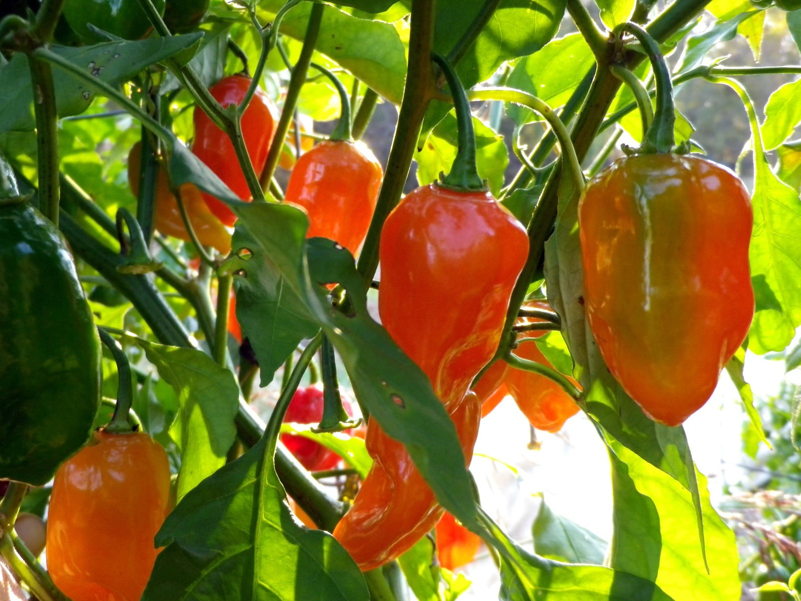 Habenero Hot Pepper, 25 Heirloom Seeds Per Packet, Non GMO Seeds