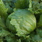 Iceberg Batavian Leafy Lettuce, 5000 Heirloom Seeds Per Packet, Non GMO Seeds