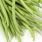 Contender Bush Bean, 50 Heirloom Seeds Per Packet, Non GMO Seeds