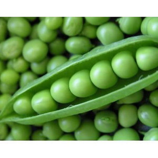 Early Frosty Pea Seeds, 50+ Heirloom Seeds Per Packet, Non GMO Seeds, Botanical Name: Pisum sativum