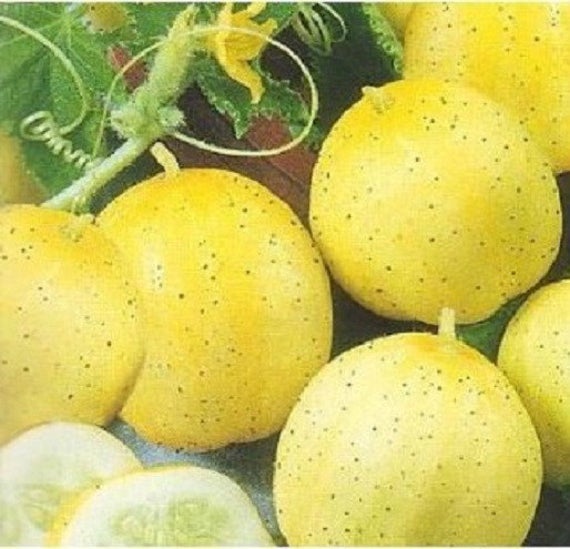 Lemon Cucumber Seeds, 125 Seeds Per Packet, Non GMO Seeds