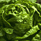 Great Lakes Batavian Lettuce, 1000 Heirloom Seeds Per Packet, Non GMO Seeds