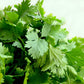Cilantro Herb, 500 Heirloom Seeds Per Packet, Non GMO Seeds