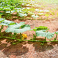 Jack Be Little Pumpkin Seeds, 10 Heirloom Seeds Per Packet, Non GMO Seeds, Botanical Name: Cucurbita Maxima