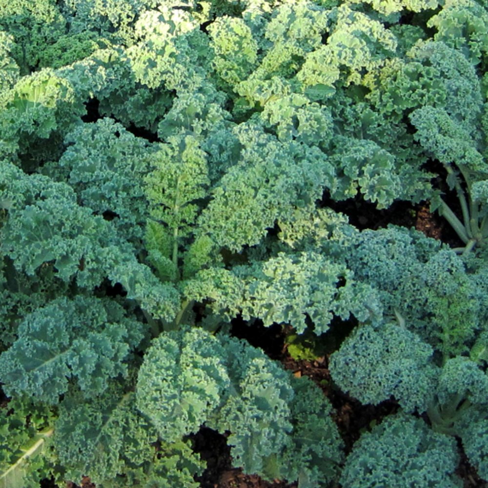 Dwarf Blue Curled Scotch Kale Seeds, 750 Heirloom Seeds Per Packet, Non GMO Seeds