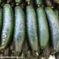Marketer Cucumber Seeds, 100 Heirloom Seeds Per Packet, Non GMO Seeds