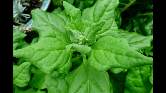 New Zealand Spinach, 100 Heirloom Seeds Per Packet, Non GMO Seeds