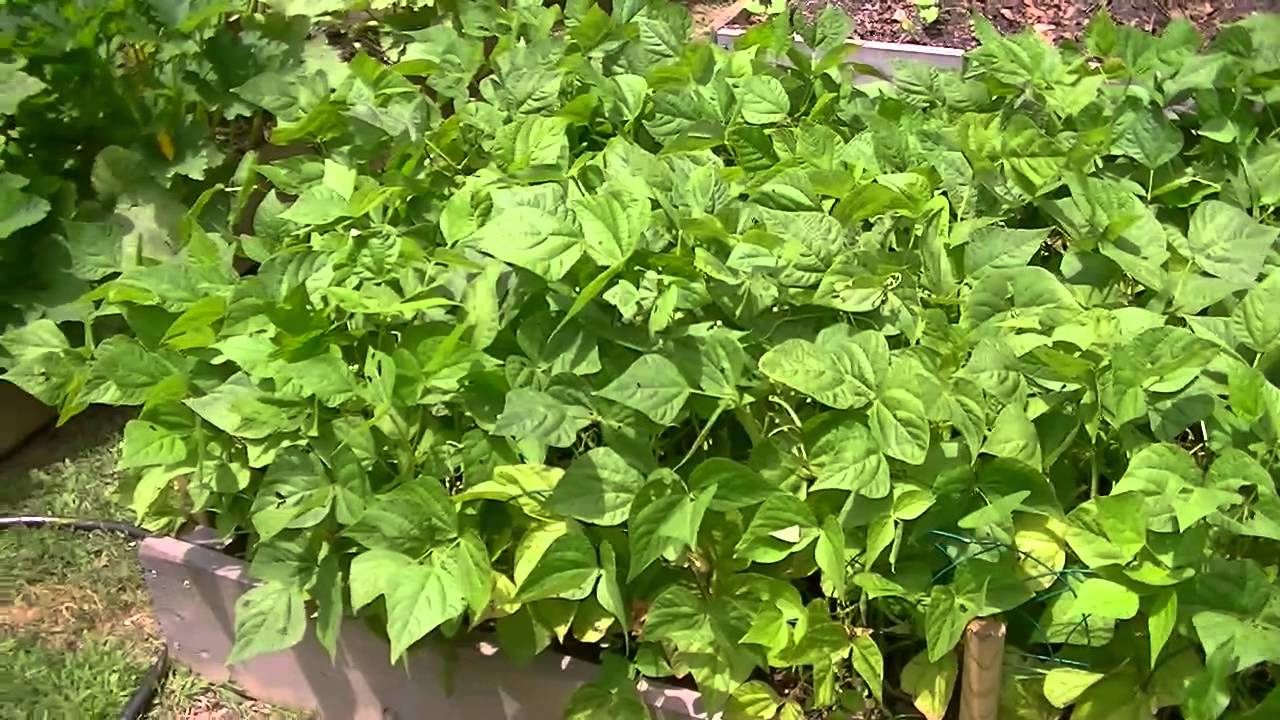 Blue Lake Bush Green Bean Seeds, 50 Heirloom Seeds Per Packet, Non GMO Seeds