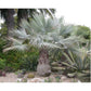 Mexican Fan Palm Tree Seeds, 15 Seeds Per Packet