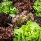 Mixed Greens Lettuce Variety, 500 Heirloom Seeds Per Packet, Non GMO Seeds