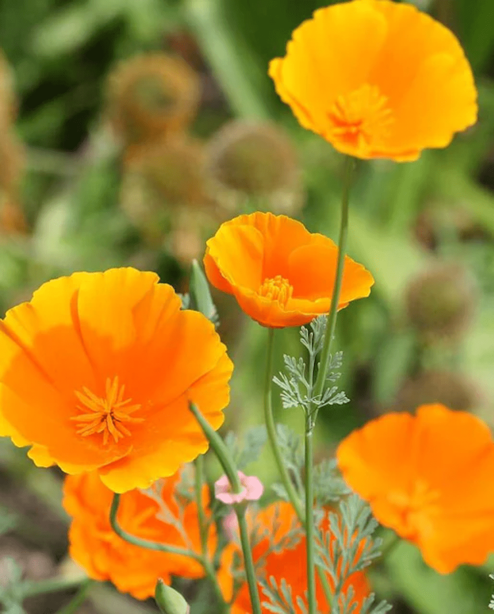 Orange California Poppy, 1500 Heirloom Seeds per Packet, Non GMO Seeds