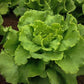 Arianna Romaine Batavian Lettuce Seeds, 1000+ Heirloom Seeds Per Packet, Non GMO Seeds