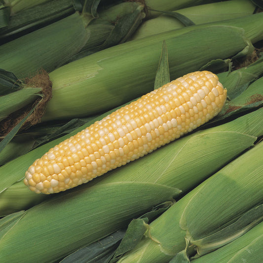 "Peaches and Cream" Bi-Color Sweet Corn Seeds for Planting, 25+ Heirloom Seeds Per Packet, Non GMO Seeds, Botanical Name: Zea Mays