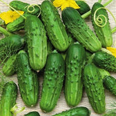 Pioneer Cucumber Seeds, 100 Heirloom Seeds Per Packet, Non GMO Seeds ...