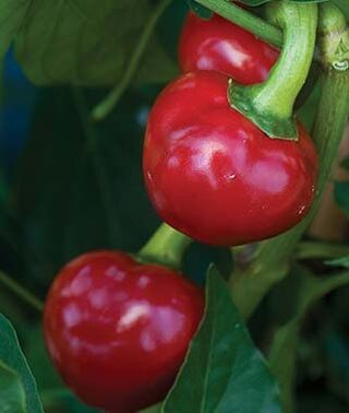 Frontier Seed Co USA Sweet Red Cherry Pepper Seeds – Heirloom, Non-GMO, Great For Pickling