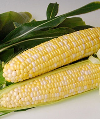 Bi-Color "Bilicious" Sweet Corn Seeds for Planting, 50+ Heirloom Seeds Per Packet, Non GMO Seeds, Botanical Name: Zea Mays