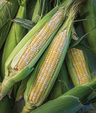 Nirvana Supersweet Corn, 25+ Heirloom Seeds Per Packet, Non GMO Seeds, Botanical Name: Zea Mays