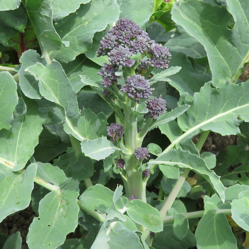 Purple Sprouting Broccoli, 500 Heirloom Seeds Per Packet, Non GMO Seeds